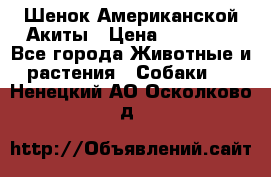 Шенок Американской Акиты › Цена ­ 35 000 - Все города Животные и растения » Собаки   . Ненецкий АО,Осколково д.